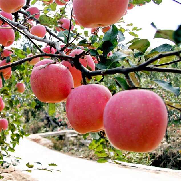 Apple Fruit fresh Pommes Manzanas fresh Apple Fruits fresh Red Fuji Apple