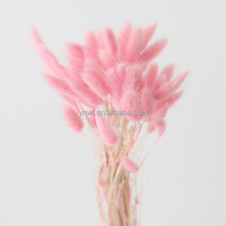 2021 UK Popular Decorative Grey Bunny Tails Dried Pampas Flowers Bunny Tail Lagurus Grass