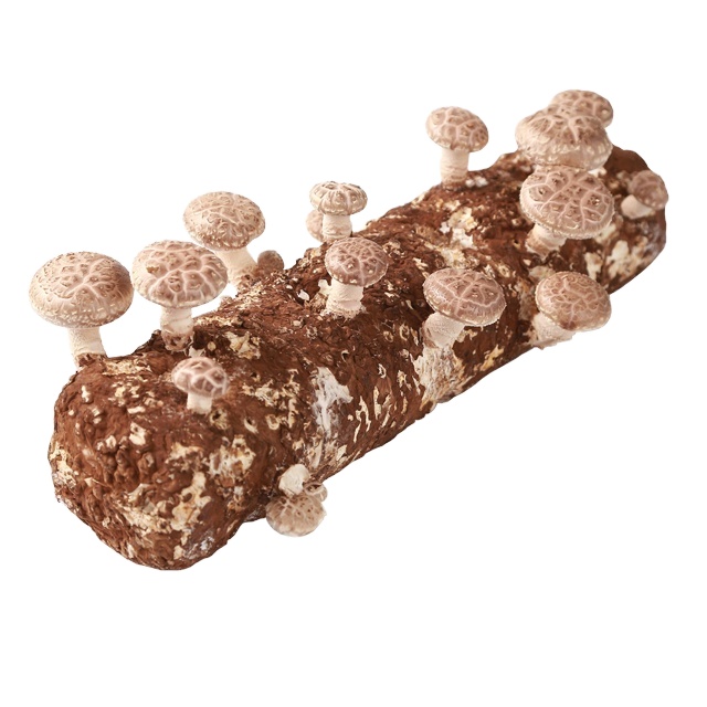 2021 New Type of 100% Organic Input Shiitake Mushroom Growing Kits spawn