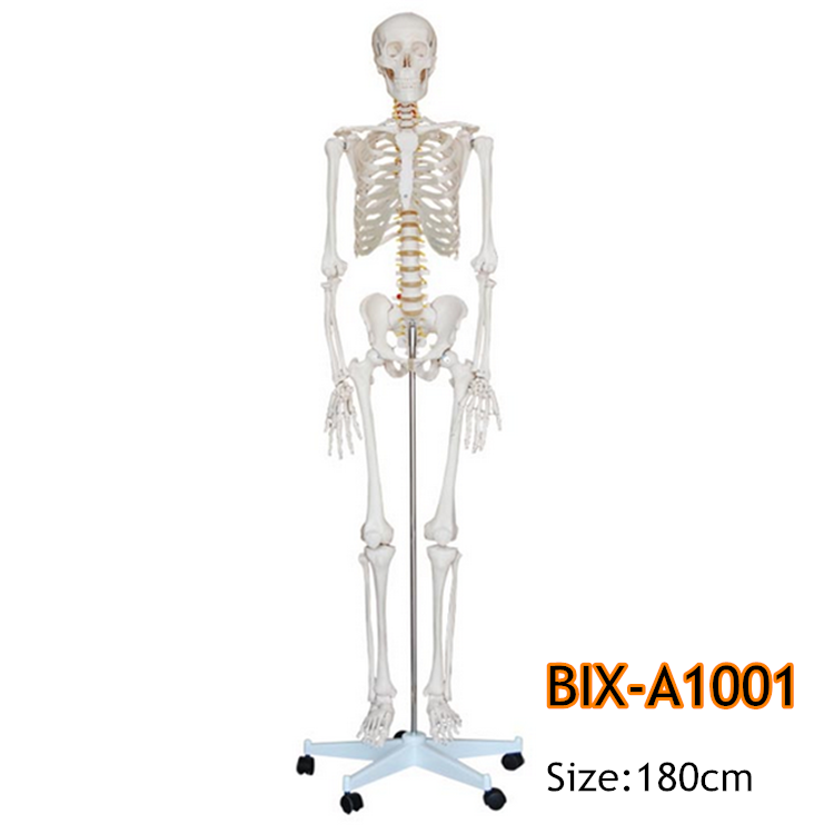 BIX-A1001 180 см Высокое качество Анатомия человека Скелет