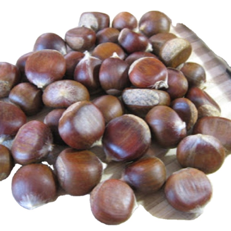 New crop of fresh chestnut price packing in mesh or gunny bag for raw chestnut import