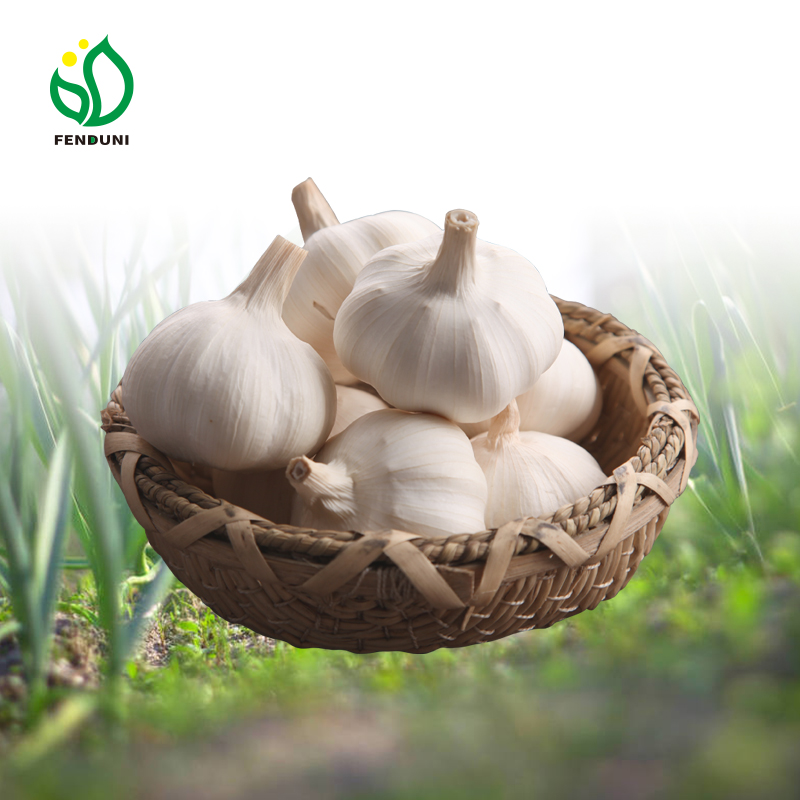 Fenduni high quality new crop fresh garlic original supplier ail ajo wholesale price garlic