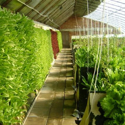 Большой размер на солнечной батарее Green House с собранным эллиптическая трубка для гидропоники/клубники гидропоники