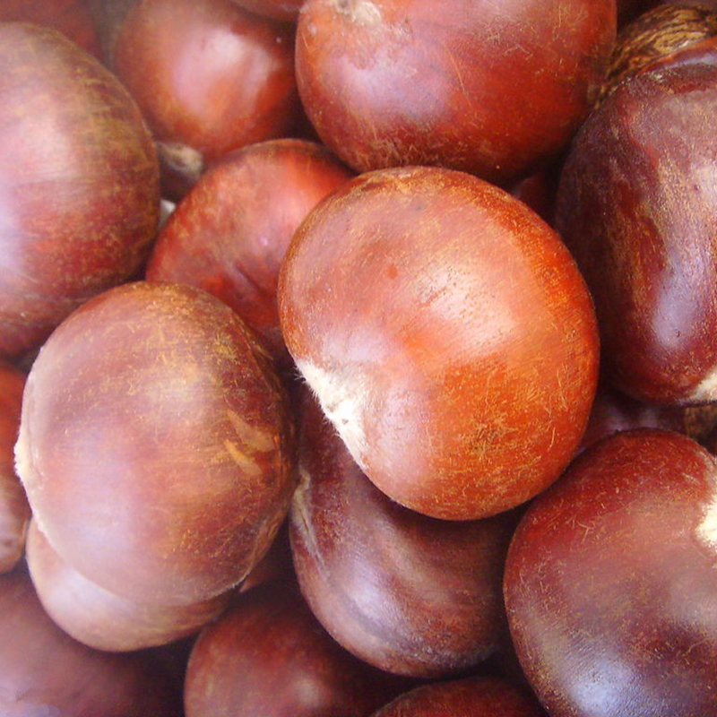Fresh chestnut chestnuts wholesale