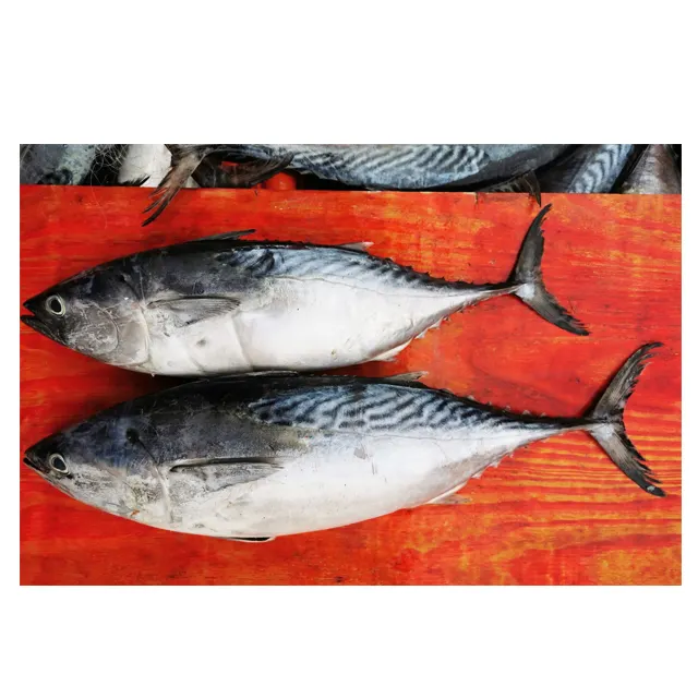 China Frozen Whole Tuna Bonito Fish 300-500g