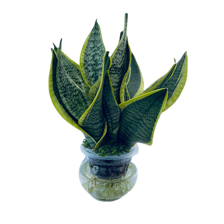 Live Bonsai Home Prain Green Plants wholesale Sansevieria Trifasciata