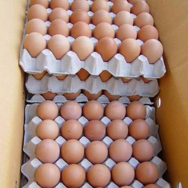 Available Fresh Table Chicken Eggs and Fertile Hatching Eggs,,,