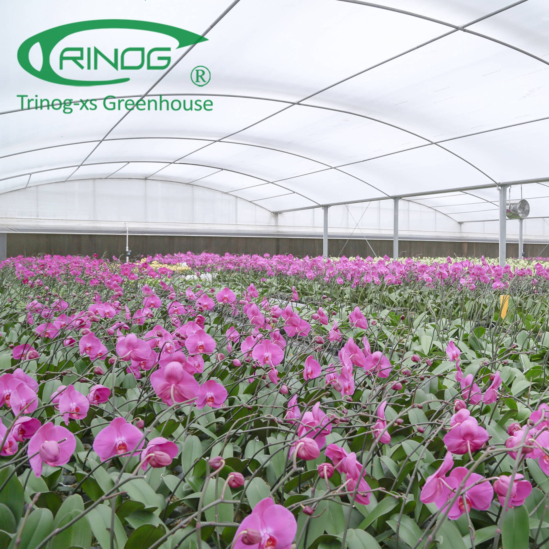 multi-span greenhouses and other greenhouses tropical greenhouse for vegetable hydroponic planting