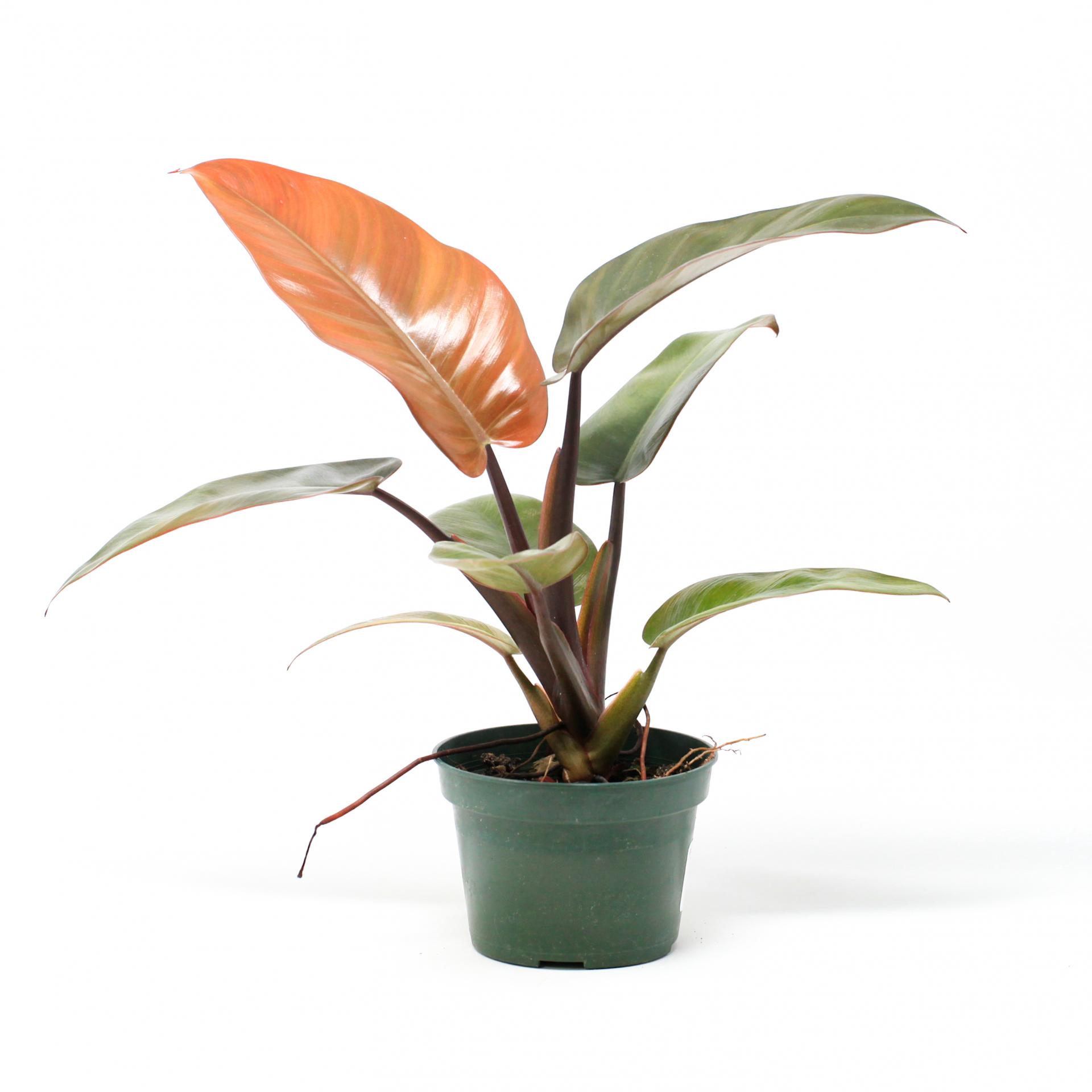 Wholesale plant farm foliage of the tropical natural plants live Philodendron Black Cardinal plant for indoor decor