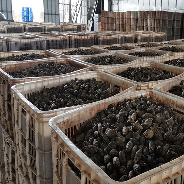 Горячая Распродажа, Прямая поставка с завода, сладкие сухие гайки betel от производителя