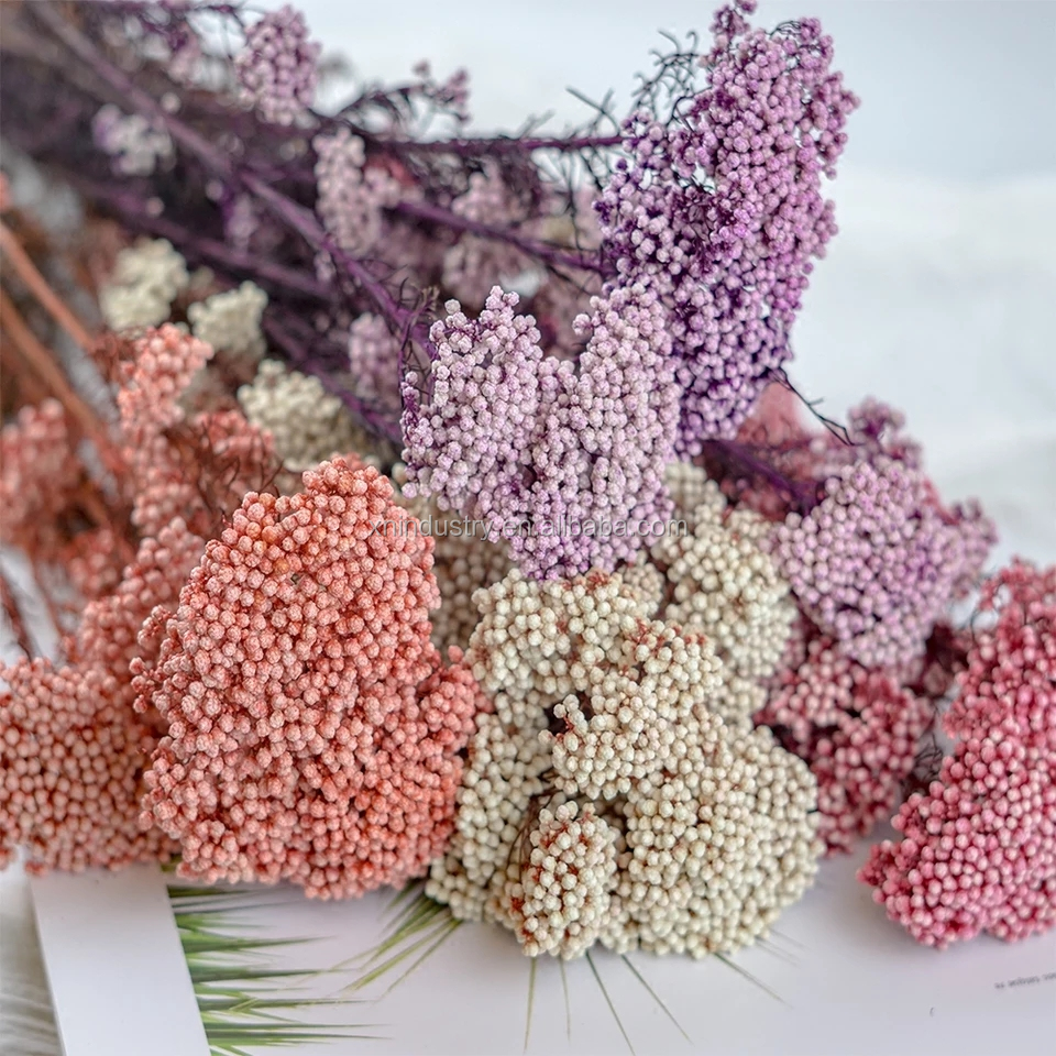 Новый консервированный рисовый цветок ozothamnus diosmifolius, консервированный цветок с рисовым цветком стебля