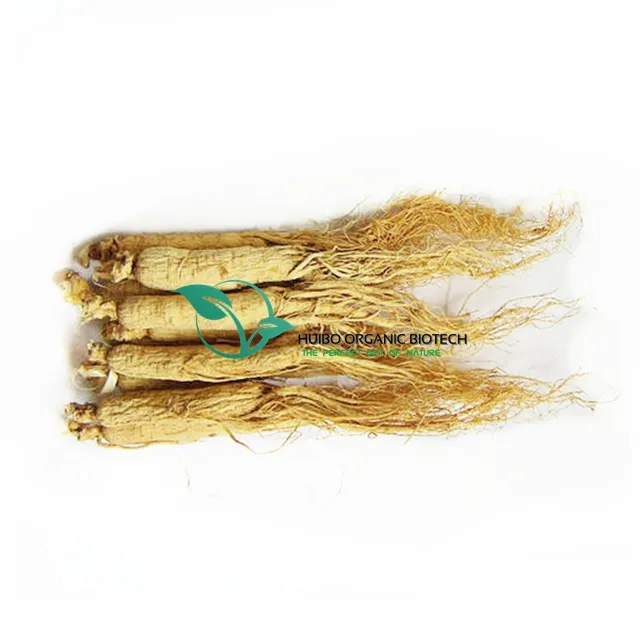 Органический корень белого женьшеня для всего 5 лет, корень женьшеня panax