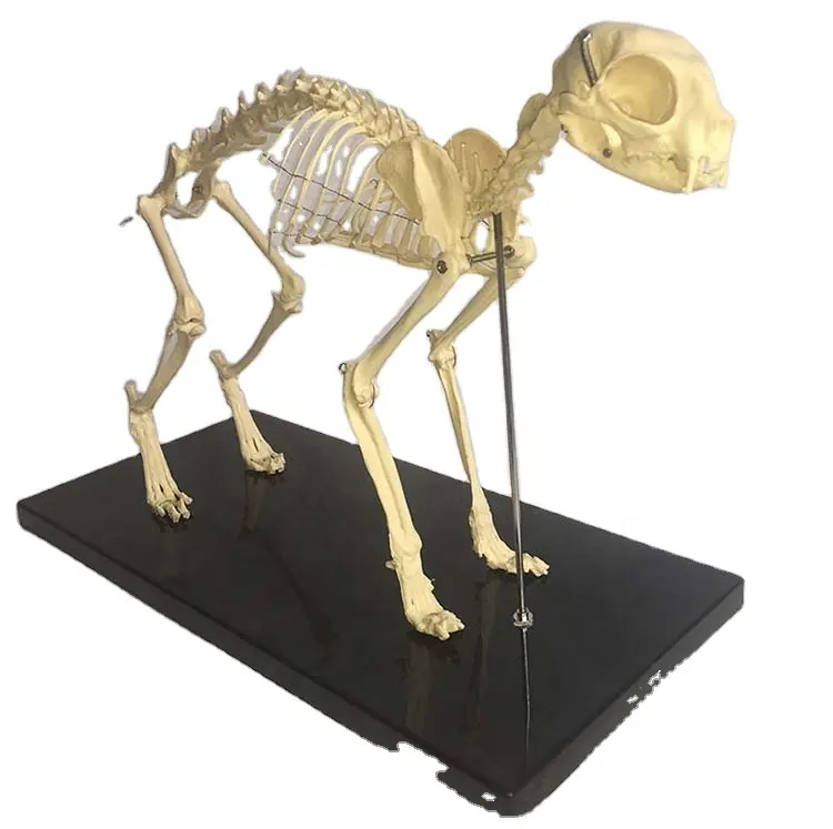 Feline Skeletal Anatomy Biology Teaching Animal Cat Canine Skeleton Model