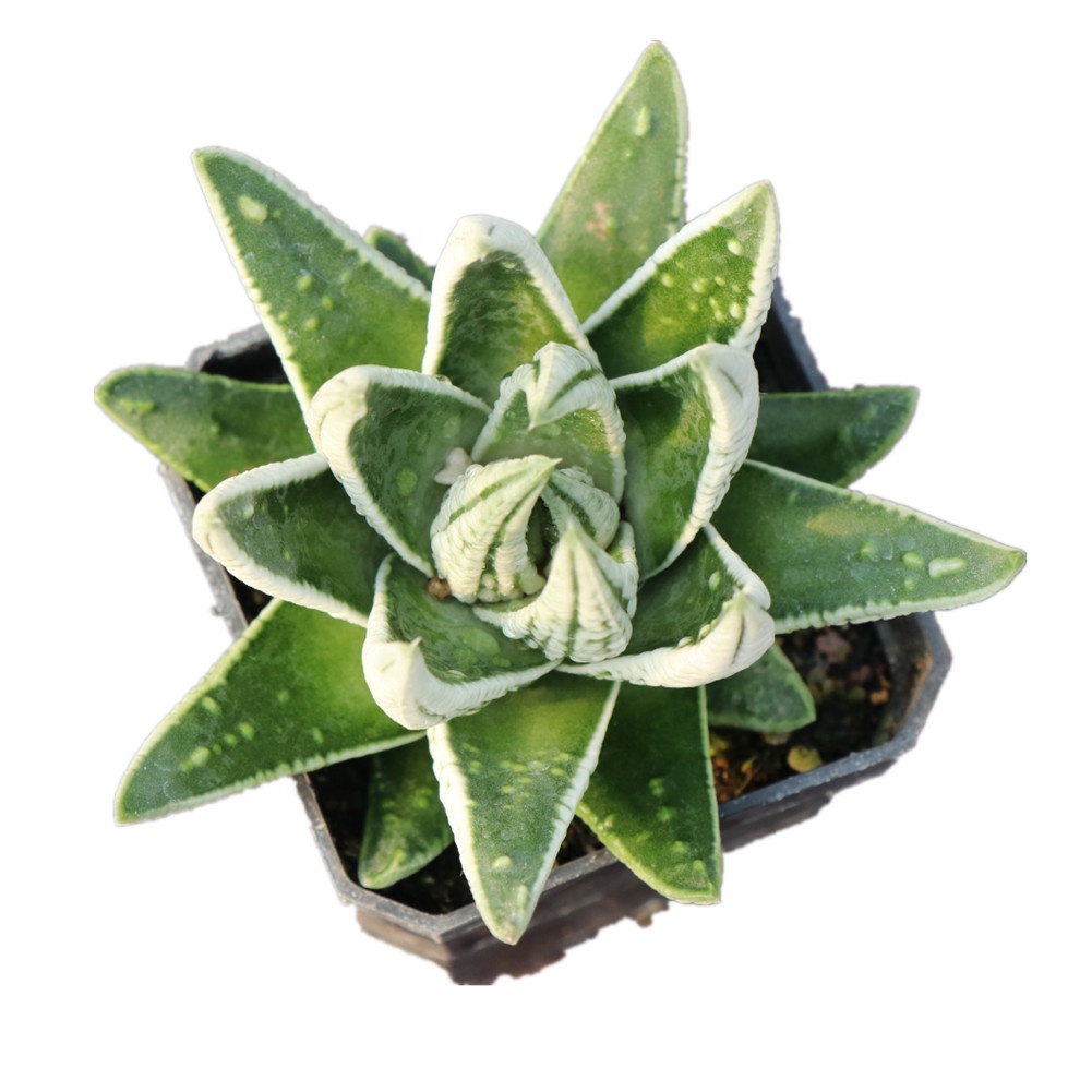 Великолепные декоративные растения haworthia, сакуленые суккуленты высокого качества