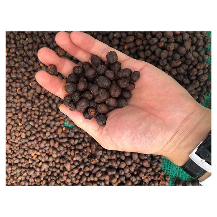 Special espresso coffee bean in the central highlands of Vietnam