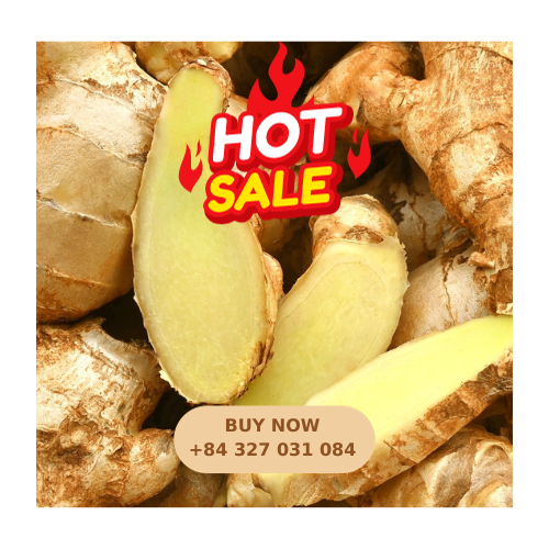 [BEST SELLER] FRESH GINGER - HOT SPICES UP IN THE KITCHEN WITH HIGH QUALITY AND GOOD PRICE FOR SPICES