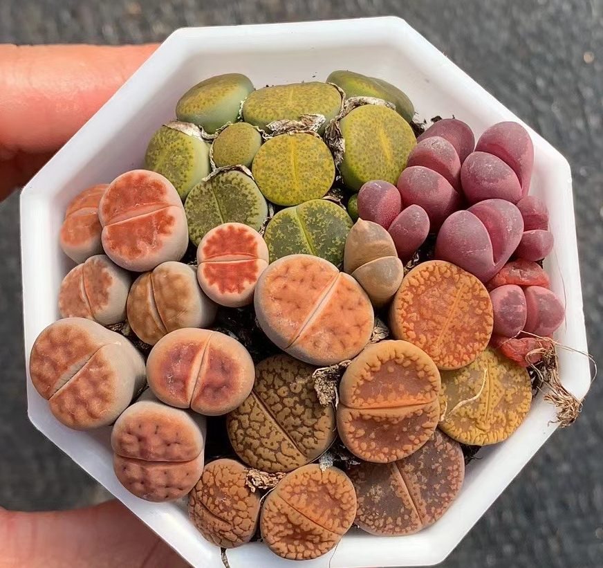 Оптовая продажа комнатных живых бусин для растений Lithops
