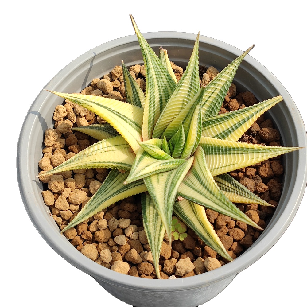 H215 Haworthia limifolia Variegata Редкие суккуленты живое растение 5'горшок натуральные суккуленты комнатное растение бонсай