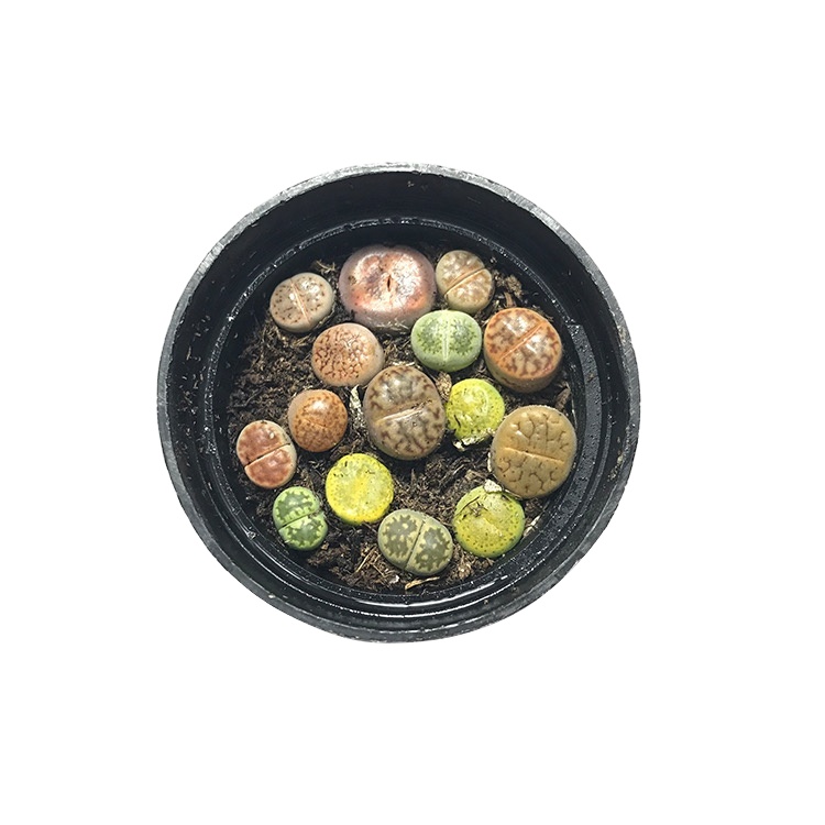 Лидер продаж, benz lithops 0,8 см, суккуленты, оптовая продажа, новые кактусовые растения, живые Красочные камни lithops
