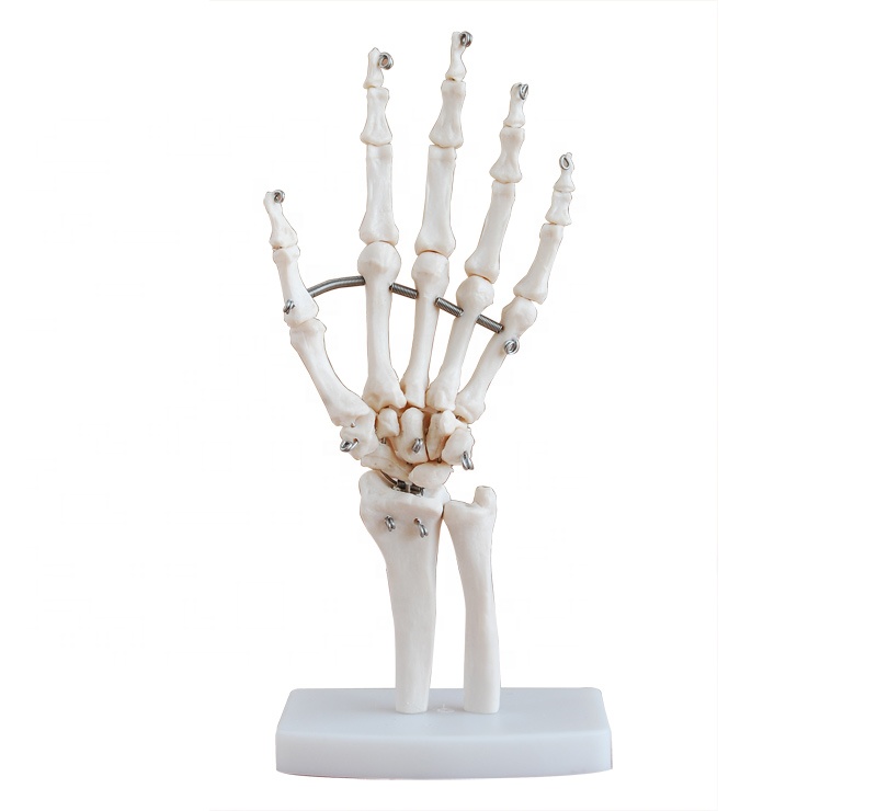Human Life-Size Hand Joint PVC material school medical teaching training model BC1025-14