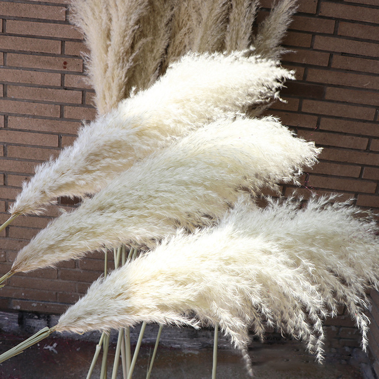 New Product Wholesale Natural Dried Pampas Grass Preserved Flower Large Decorativefor Wedding