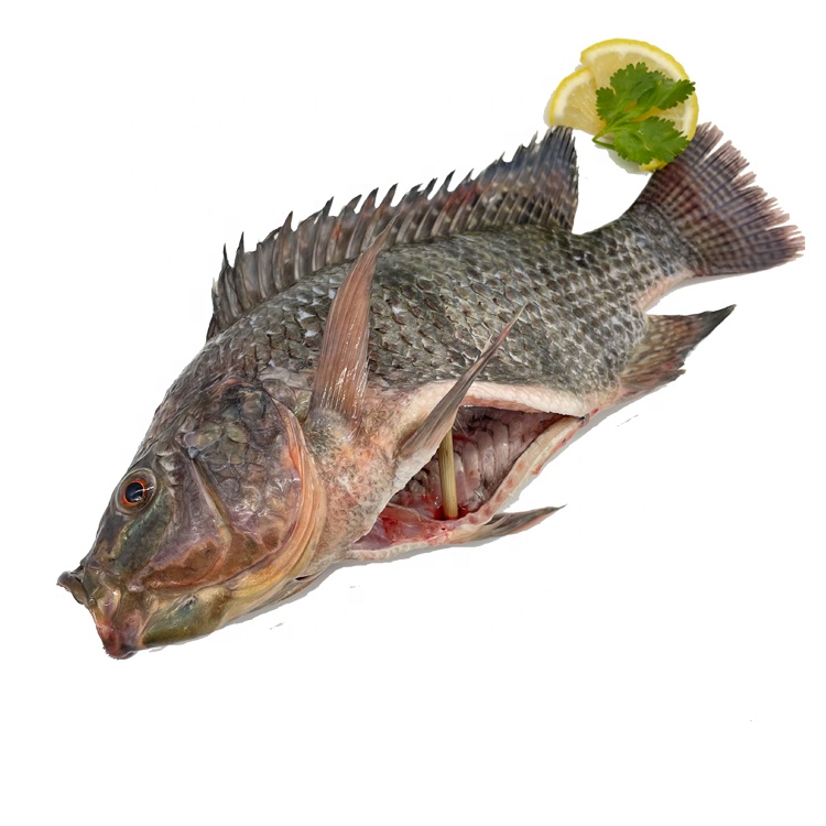 Семена рыбы Tilapia Net Mossambica