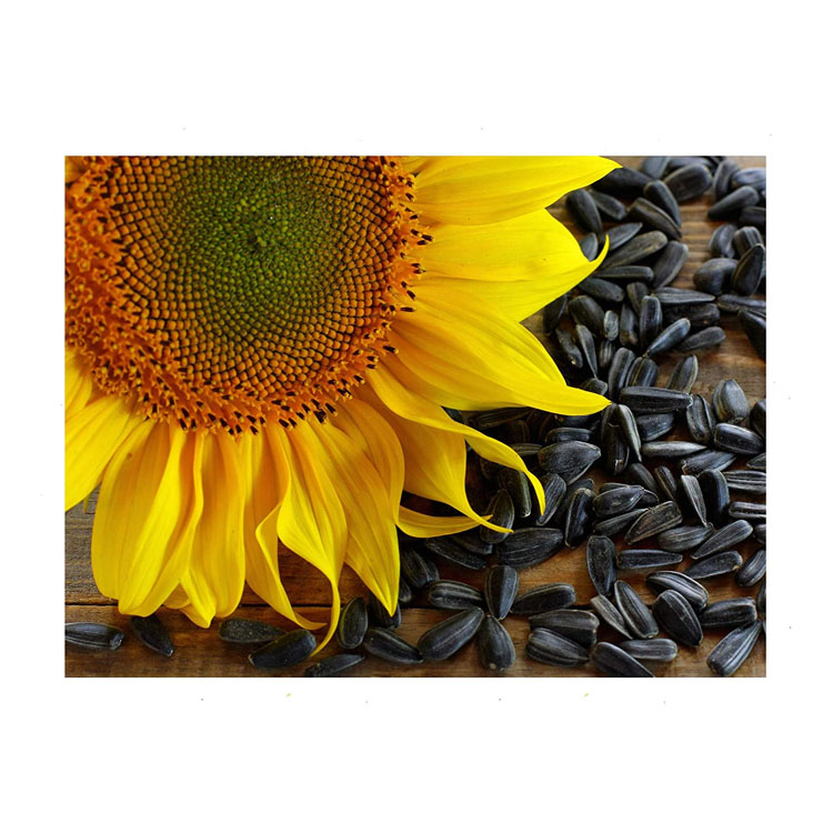 2021 High Quality New Crop Sunflower Seeds Birds Food Black Sunflower Seed Sunflower Seeds Raw Packaging Model Trading Top Grade