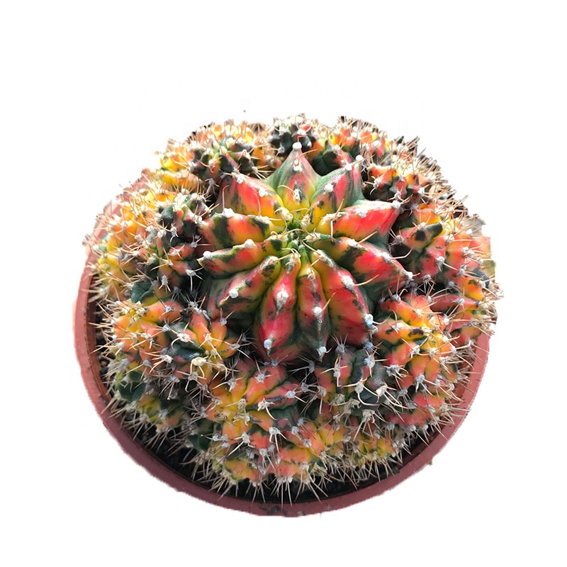 Горячая продажа Мун кактус Gymnocalycium mihanovichii настоящий красочный кактус и суккулент