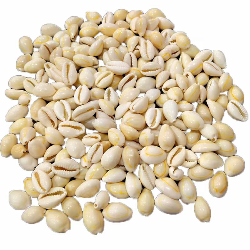 Factory Direct Sales Natural High Quality Gold Yellow Cowry Seashells