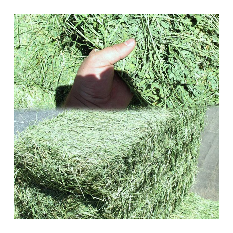 With Competitive Price Alfalfa-Hay-Wholesale Premium Quality Hay Cheap Price Alfalfa Hay For Sale