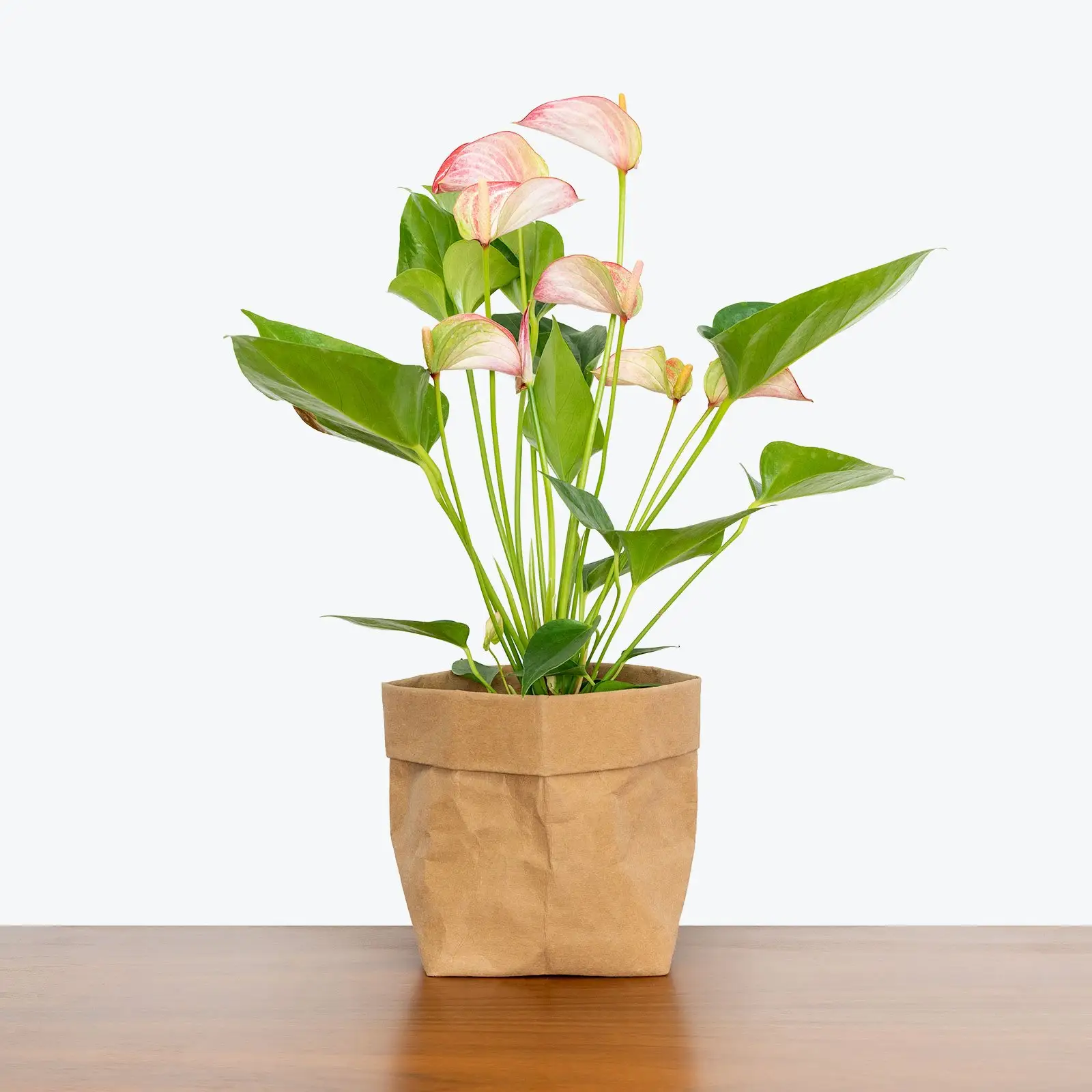 Wholesale tropical live plants Anthurium or the Tail Flower Flamingo Flower or Laceleaf plants for indoor decoration