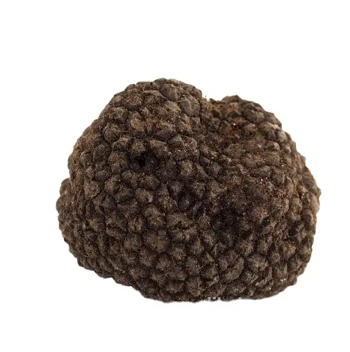 Edible precious mushrooms natural sliced perigord truffle Tuber melanosporum