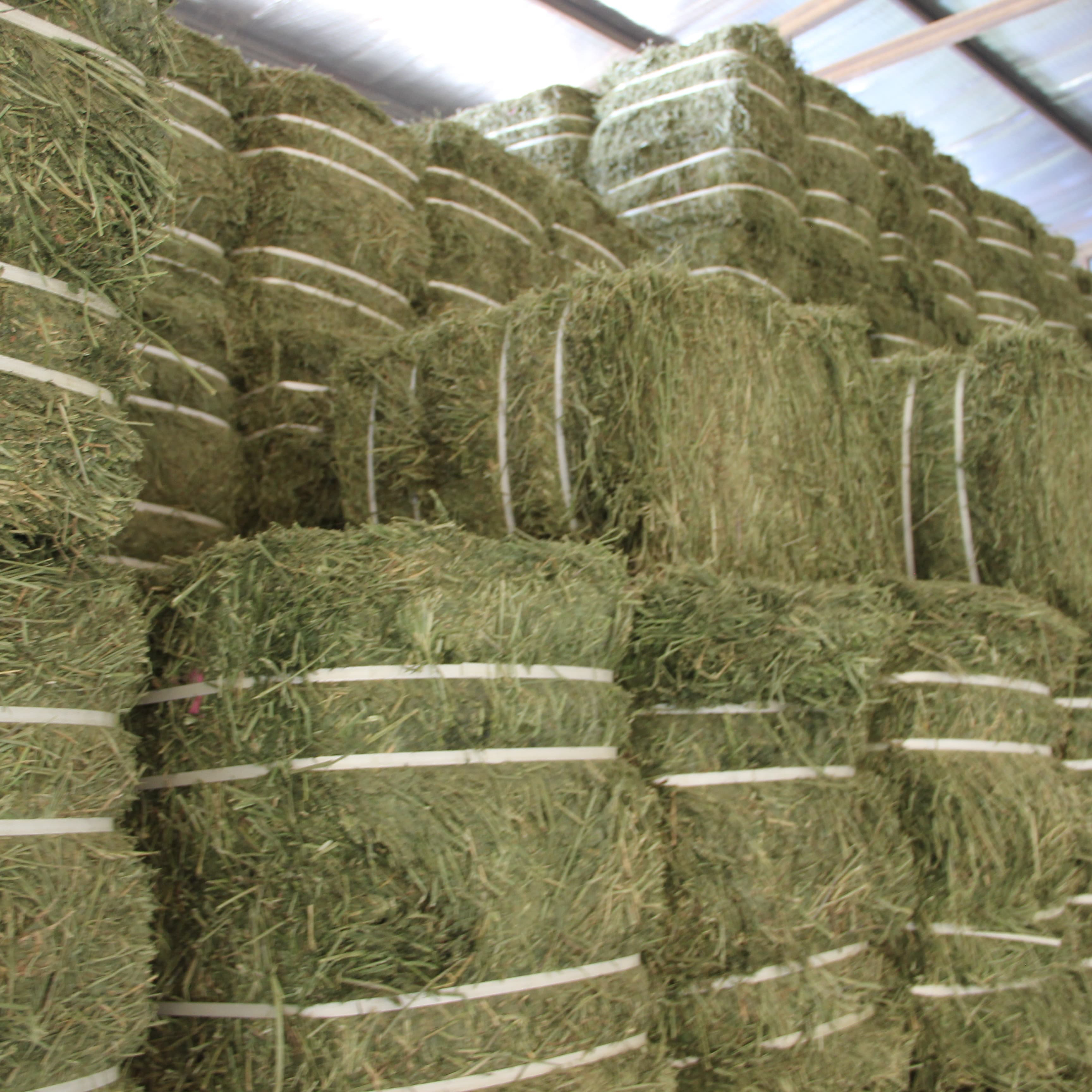 Высококачественные Американские сетчатые тюки Alfalfa для кормления животных