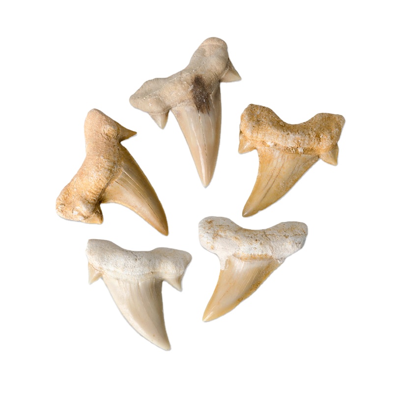 Megalodon акулий зуб ископаемый Природный морской биологии популярный научный обучающий образец DIY материал