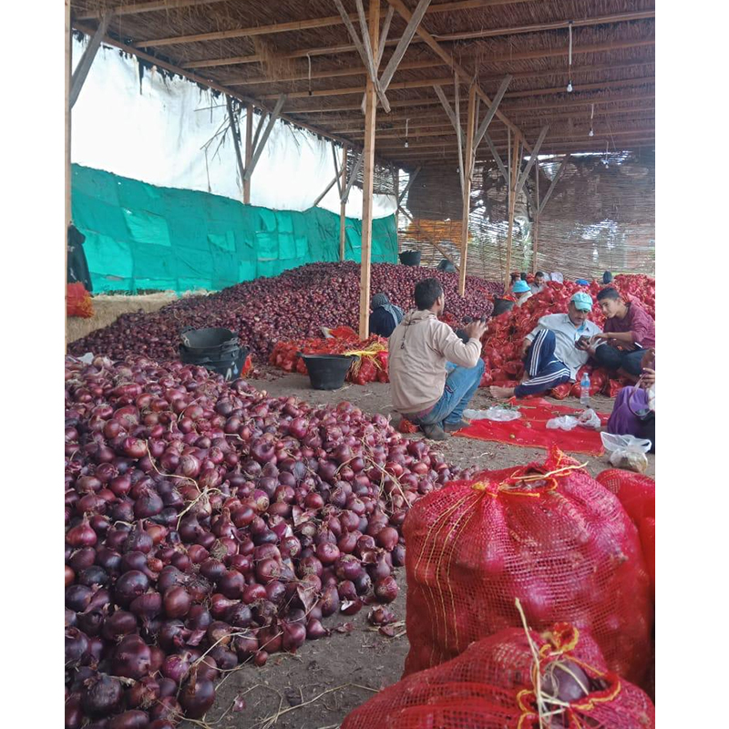 Best Selling Onion Fresh Vegetable Red Onions With Good Taste