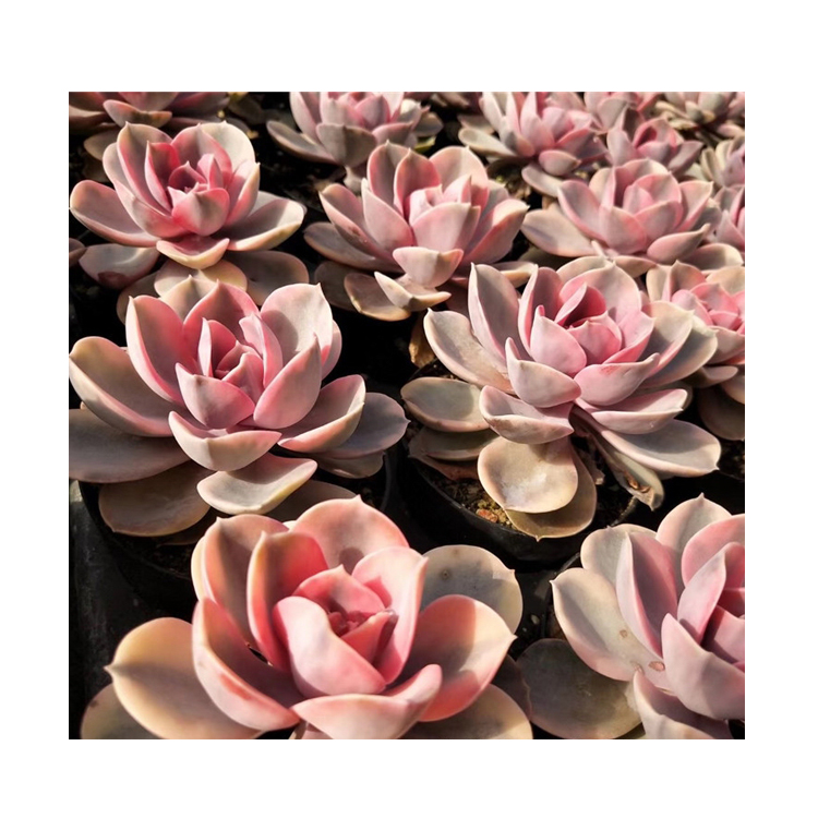 Высшее качество, популярный настоящий кактус echeveria, Радуга для продажи