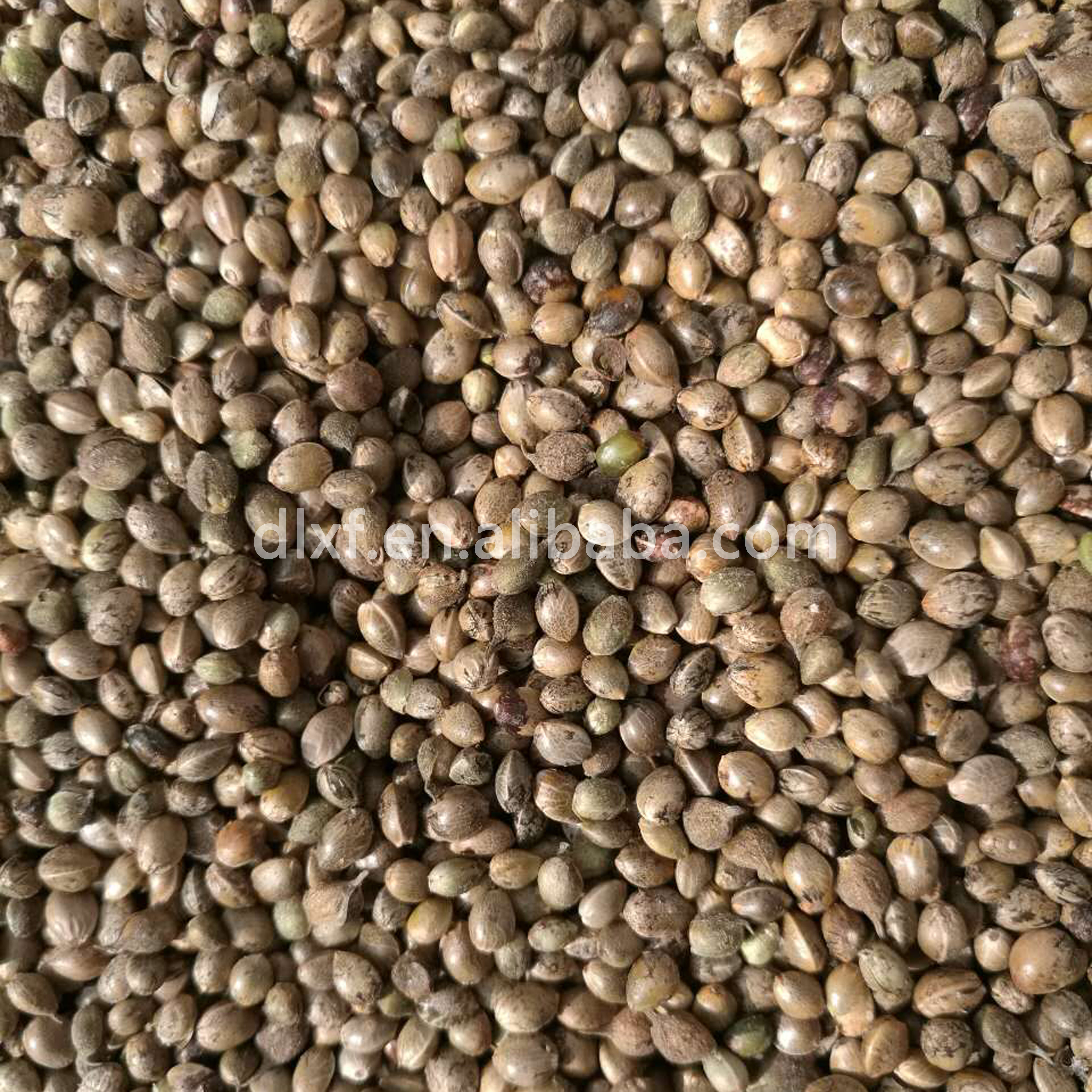 Органические hempseed из Китая