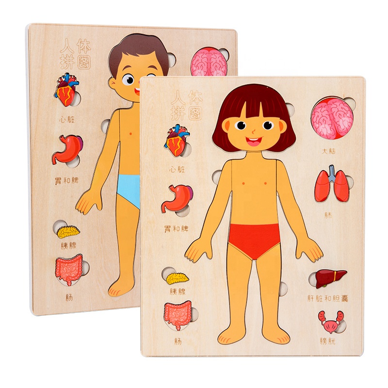 Wooden Body Cognitive Board Boy & Girl Body Organ Puzzles Kids Montessori Educational Toys for Children Toddlers