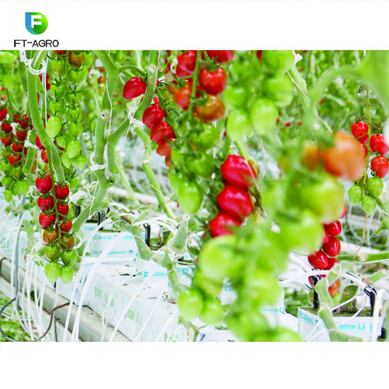 Green environmental greenhouse soilless cultivation culture
