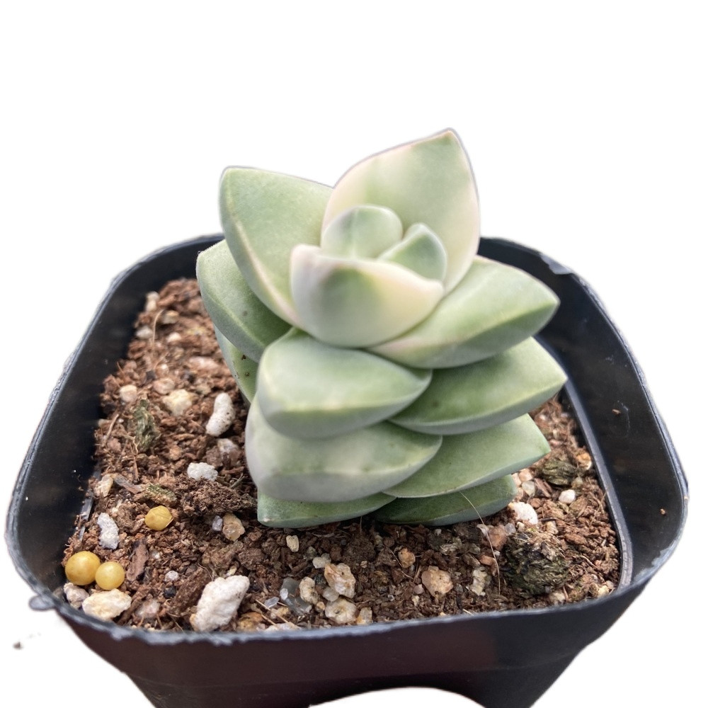 Новинка, About5cm, желто-белые живые растения, ариокарпус, суккуленты для декоративных бонсай растений