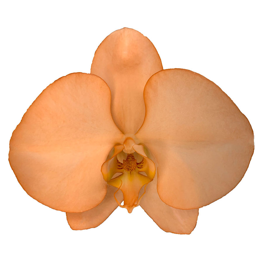 Manufacturer Well Made Taiwan Halloween Orange Orchids Fresh Cut Flowers