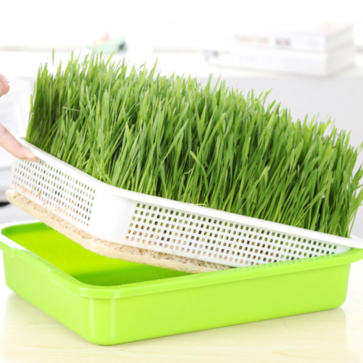 Дешевый вспенивающий пластиковый поднос для рассады microgreens bean sprout germinator бассейн питомник для выращивания дома зеленый цветочный горшок