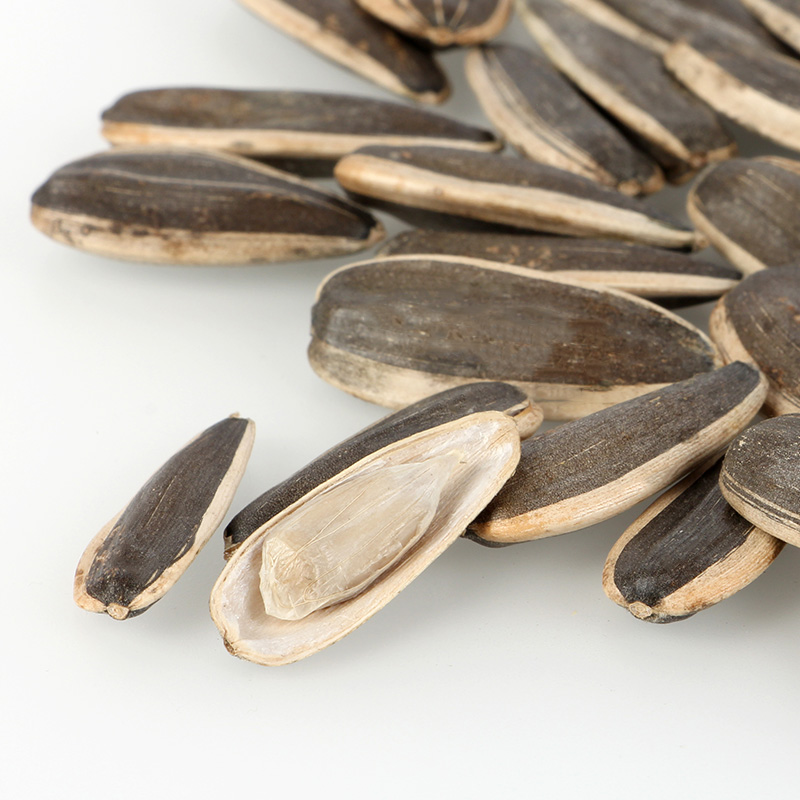 wholesale sunflower seed with shell for oil