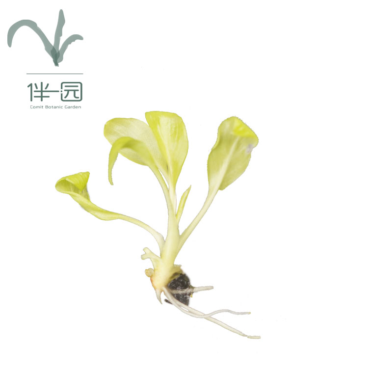 Philodendron warscewiczii aurea flavum
