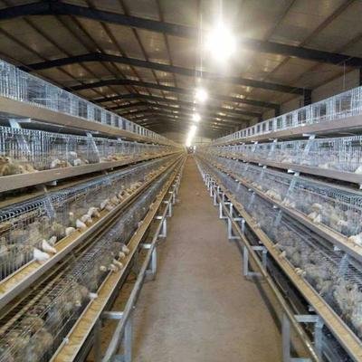 Design Broiler Chicken Cages For Sale/Chicken Meat Broiler Cages with Automatic Poultry Feeding