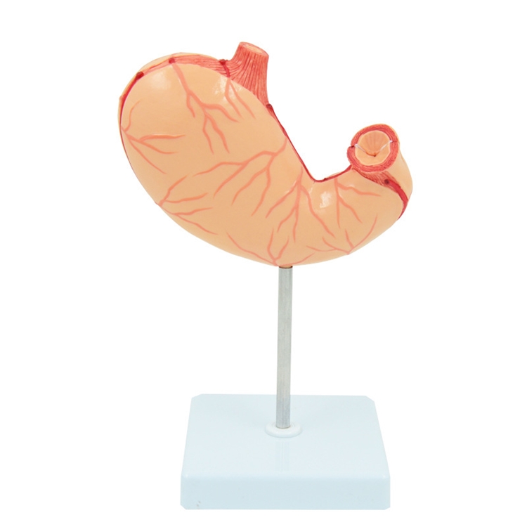 Teaching display supplies Science popularization Human stomach model of human organ structure anatomy digestive system