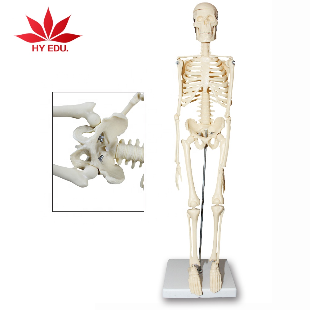 Фабрика 45 см скелет человека модель медицинского обучения Анатомия humanskeleton модель