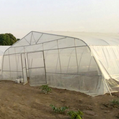 Galvanized steel Frame Single span PE Film greenhouse