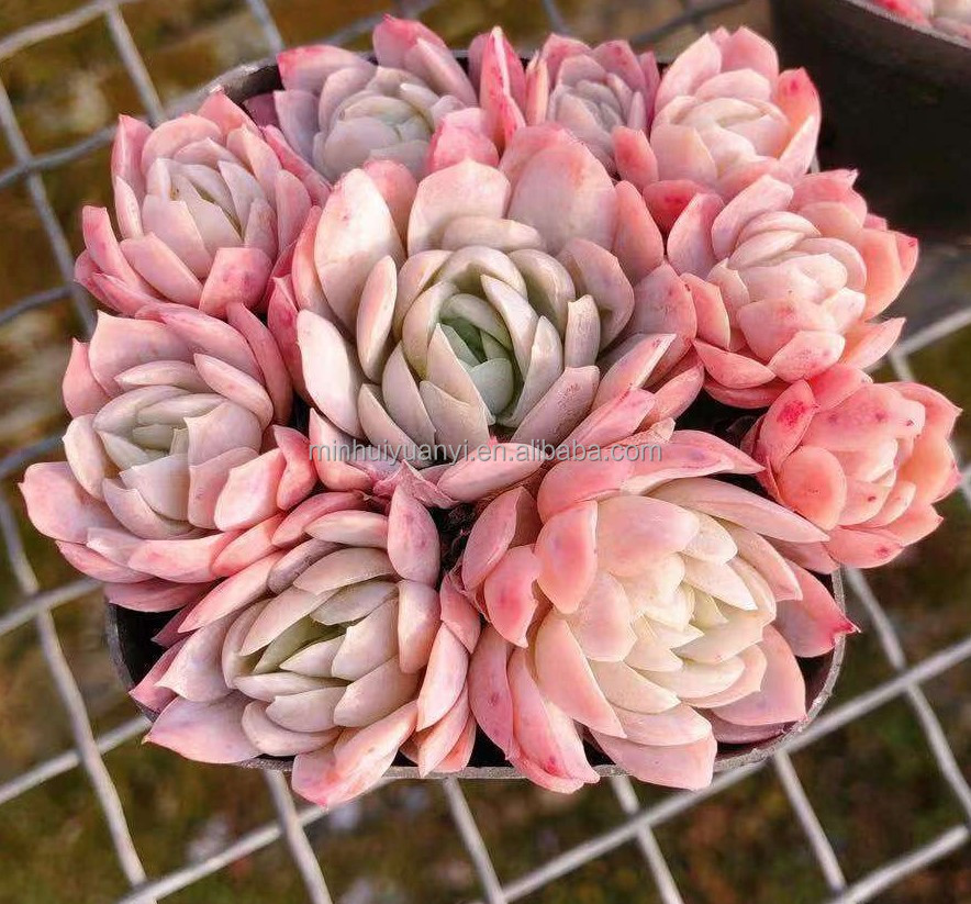 Оптовая продажа живой суккулентный завод Echeveria Rasberry Ice Group