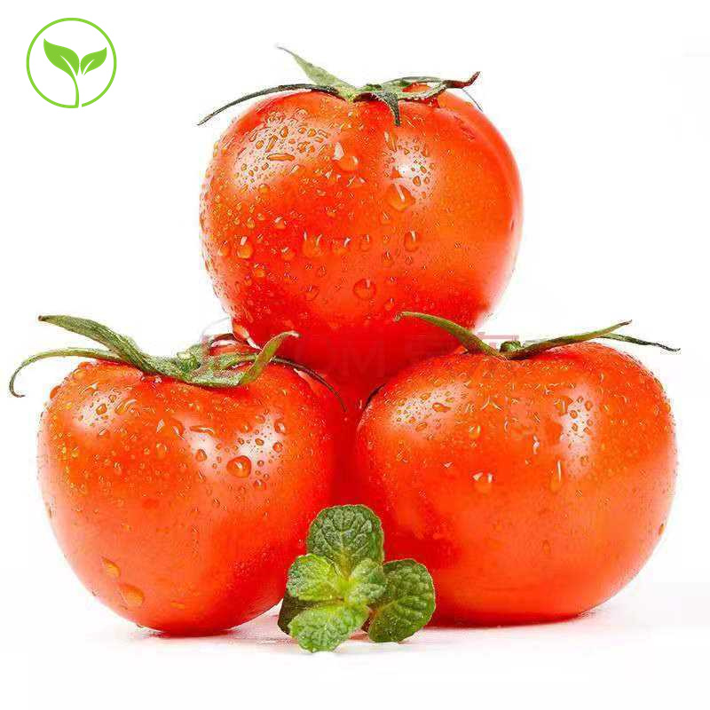 Чистые Натуральные Свежие и Вкусные Высококачественные помидоры Shandong
